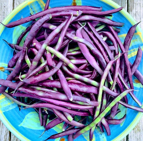 Heirloom Organic Cow Peas Pinkeye Purple Hull Seeds