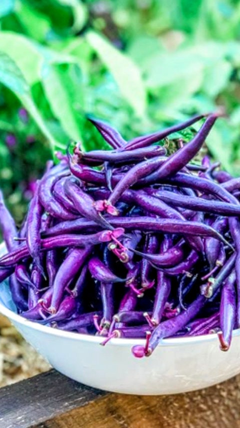 Heirloom Organic Cow Peas Pinkeye Purple Hull Seeds