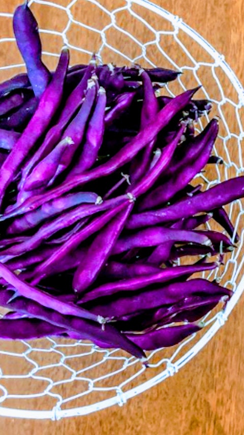 Heirloom Organic Royalty Purple Pod Garden Bean Seeds