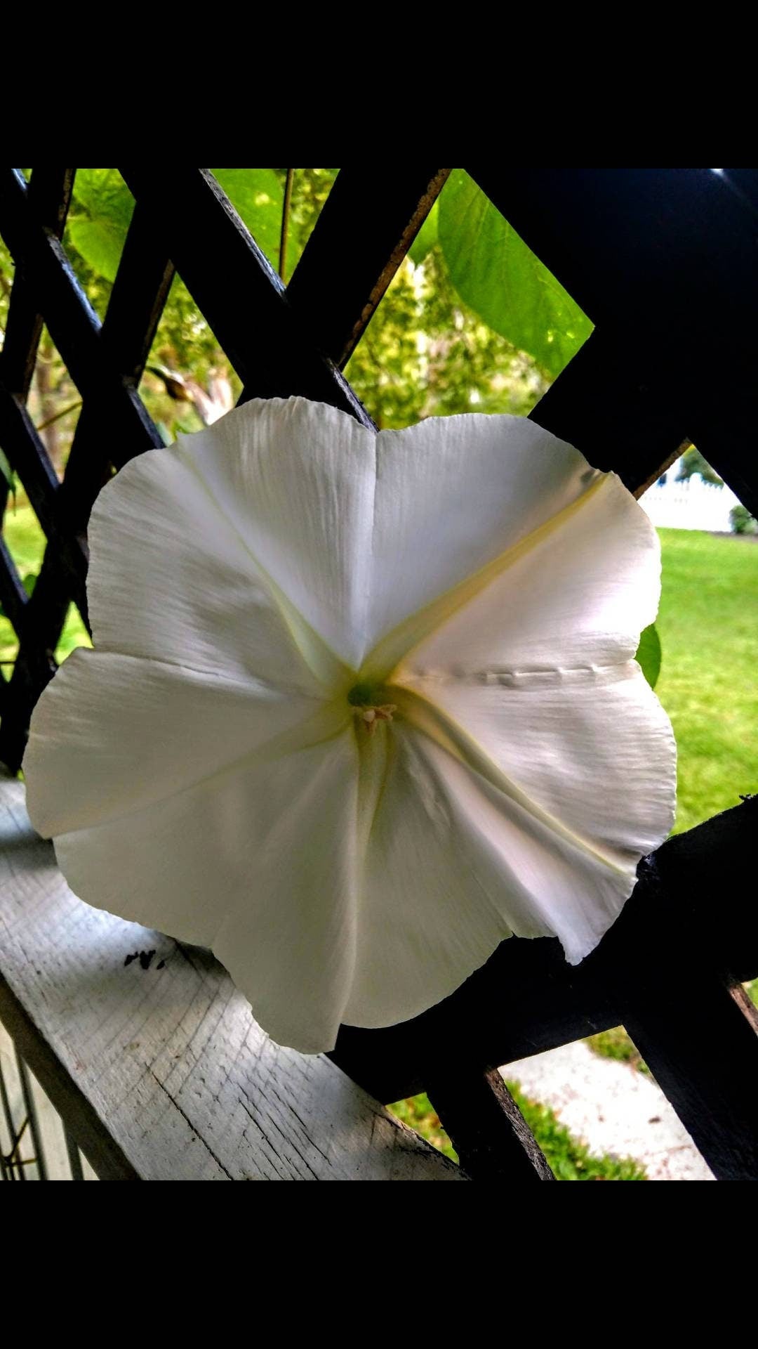 Heirloom Organic MoonFlower Vine Seeds