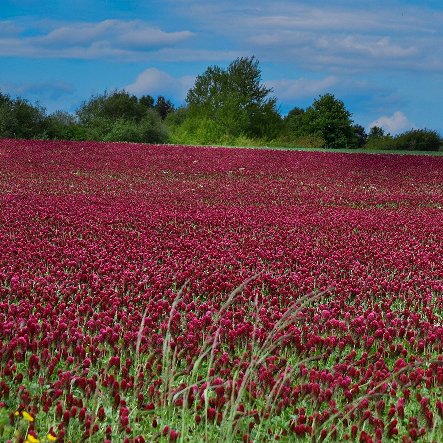 Strawberry Crimson Clover Cover Crop 20 Seeds