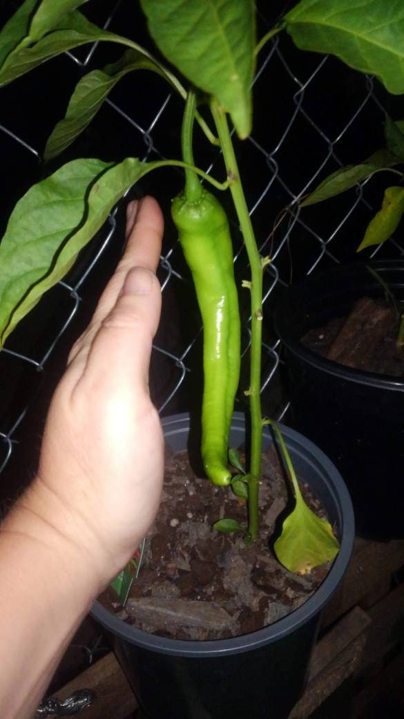 Organic Cow Horn Pepper Seeds