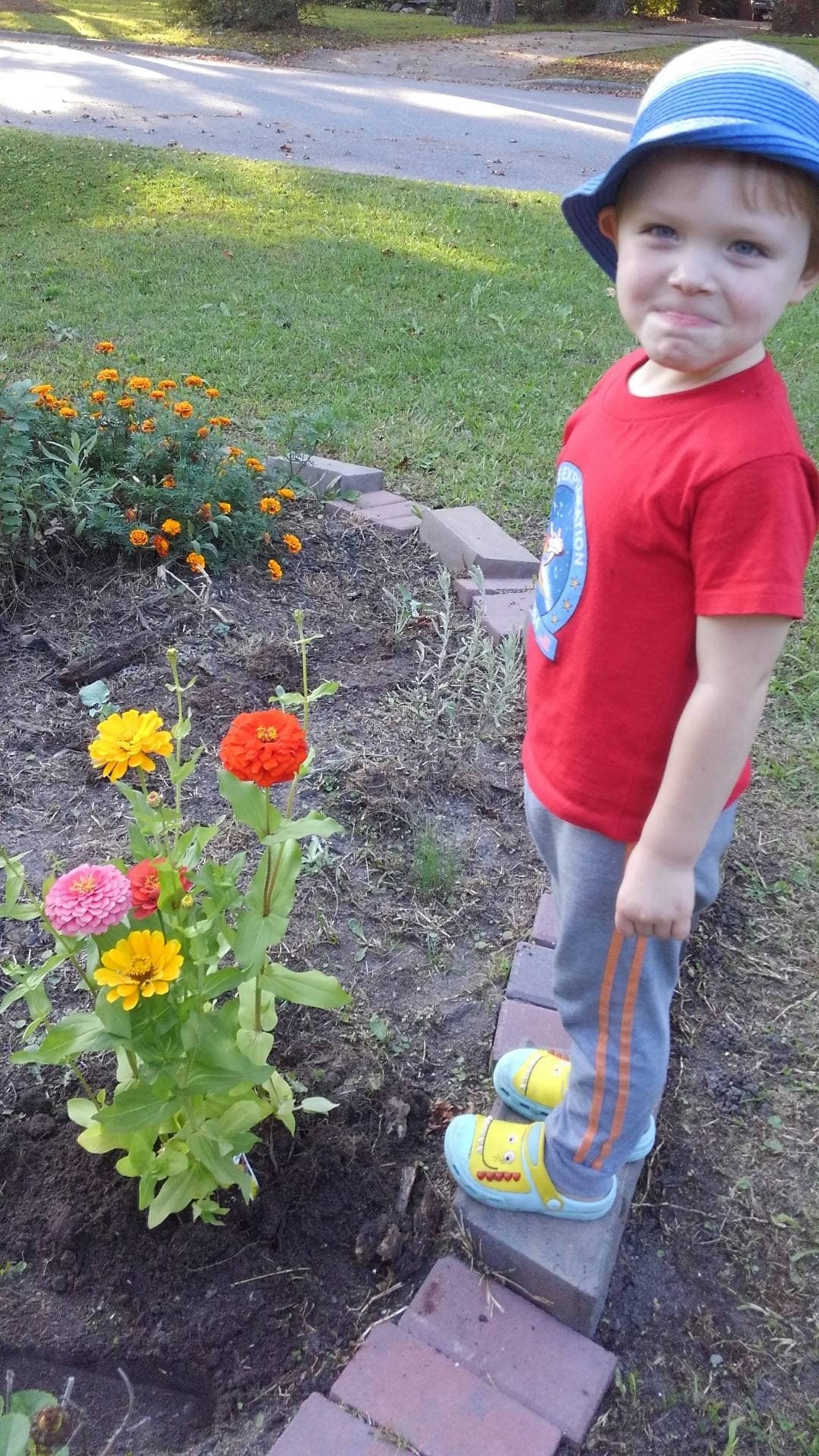 Zinnia Dreamland Mix