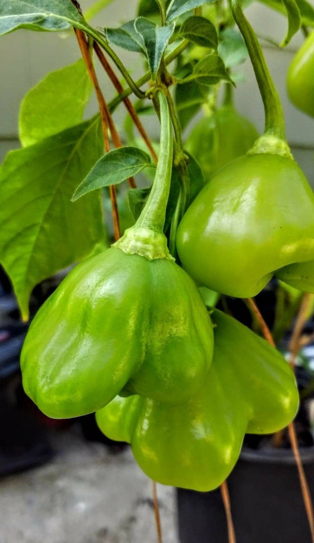 Organic Mad Hatter Pepper Seeds