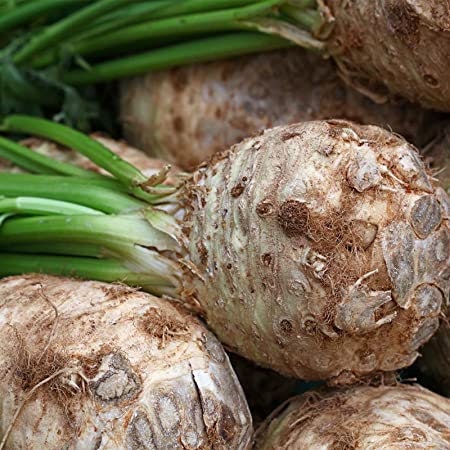 Heirloom Organic Giant Prague Celeriac Seeds