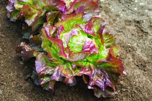 Load image into Gallery viewer, Heirloom Organic Sangria Lettuce Seeds
