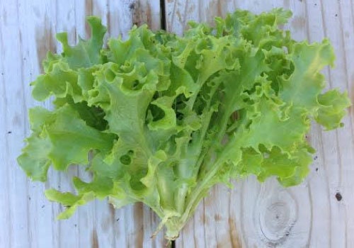 Heirloom Organic Royal Oakleaf Lettuce Seeds