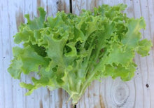 Load image into Gallery viewer, Heirloom Organic Royal Oakleaf Lettuce Seeds
