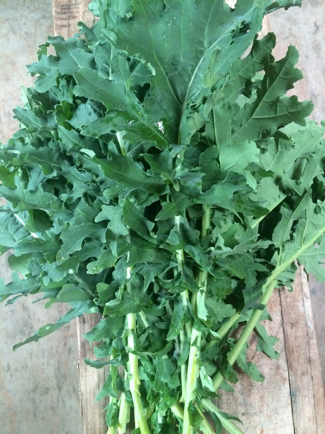 Heirloom Organic White Russian Kale Seeds
