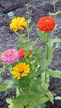 Load image into Gallery viewer, Zinnia Dreamland Mix
