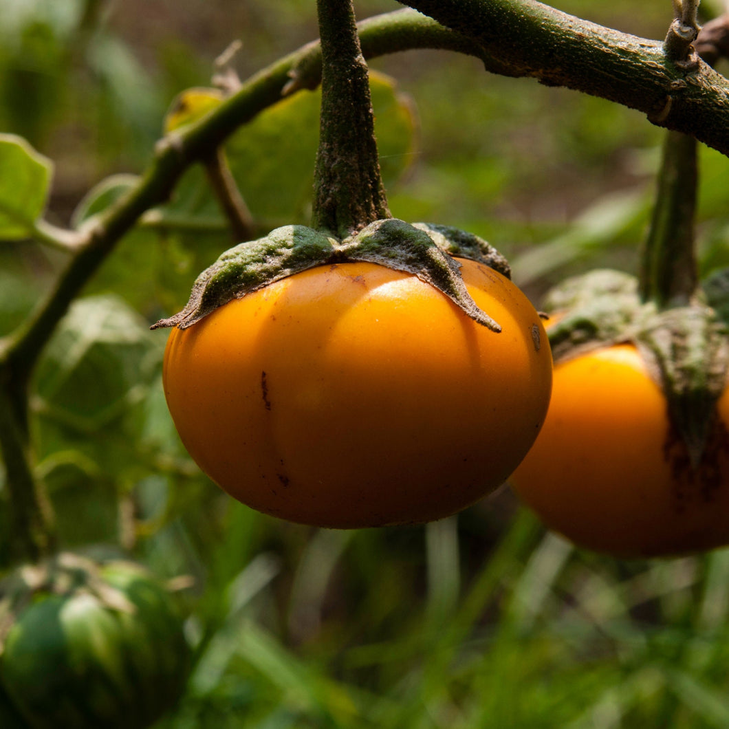 Turkish Orange Eggplant Heirloom Organic Seeds Rare