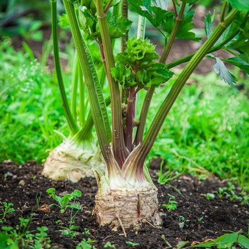 Heirloom Organic Giant Prague Celeriac Seeds