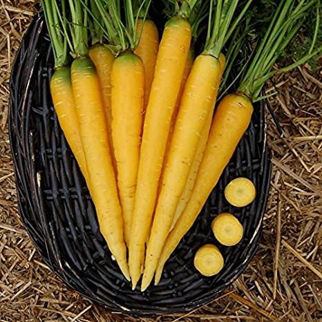 Heirloom Organic Solar yellow Carrot Seeds! Farmers market Prize winner or stand out with Gourmet recipes that will really make a impression