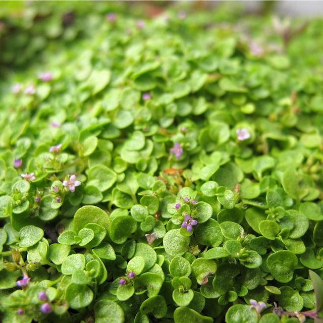 Heirloom Organic Corsican Mint Seeds Aka Mentha requienii, Ground Cover Mint