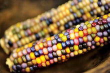 Load image into Gallery viewer, Heirloom Organic Native American Mandan Bride Corn Seeds
