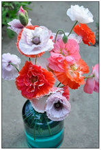 Load image into Gallery viewer, Heirloom Mix Shirley Poppy Seeds
