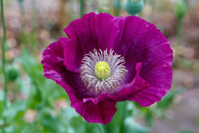 Load image into Gallery viewer, Heirloom Lauren&#39;s Grape Poppy Seeds Aka Papaver somniferum, Laurens Poppy, Purple Opium Poppies
