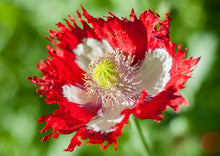 Load image into Gallery viewer, Heirloom Organic Danish Flag Poppy Seeds    aka Feathered poppy, Daneborg opium poppy, Fringed Poppie, Breadseed Poppies
