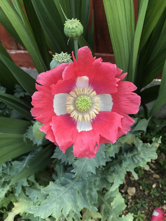 Heirloom Organic Hens and Chicks Poppy Seeds  Aka Hen and chick papaver somniferum, Bread seed opium poppies