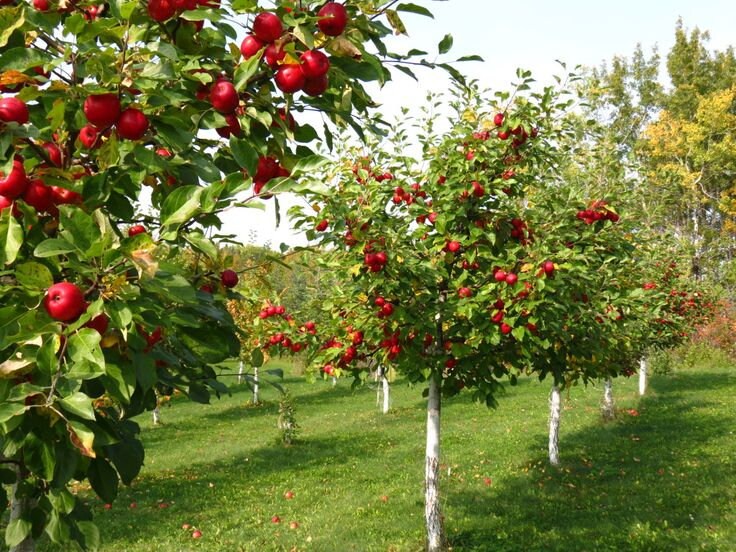 Organic Red Jonathan Apple Tree Seeds Aka Malus domestica !Fast growing trees!