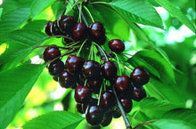 Load image into Gallery viewer, Heirloom Black Tartarian Cherry Tree Seeds   aka Prunus avium and many other fruit trees and exotic plants live and rare seeds
