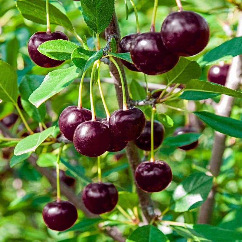 Heirloom Black Tartarian Cherry Tree Seeds   aka Prunus avium and many other fruit trees and exotic plants live and rare seeds