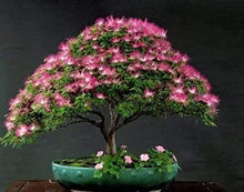 Load image into Gallery viewer, Organic Mimosa Tree Seeds aka Silk tree, Albizia julibrissin, Silky acacia, Persian silk tree, Pink Silk dwarf bonzai or giant ornamental!
