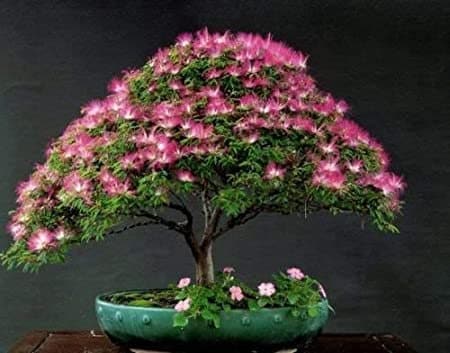 Organic Mimosa Tree Seeds aka Silk tree, Albizia julibrissin, Silky acacia, Persian silk tree, Pink Silk dwarf bonzai or giant ornamental!