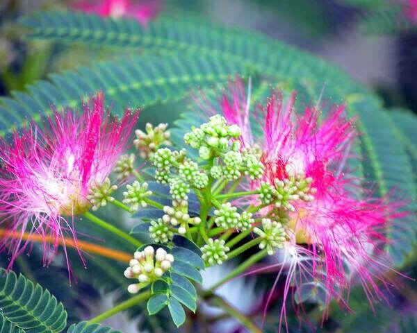 Organic Mimosa Tree Seeds aka Silk tree, Albizia julibrissin, Silky acacia, Persian silk tree, Pink Silk dwarf bonzai or giant ornamental!