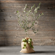 Load image into Gallery viewer, Heirloom Organic Olive Tree Seeds Great as indoor office plant or beautifying your yard or grow your own olives or make your own olive oil!
