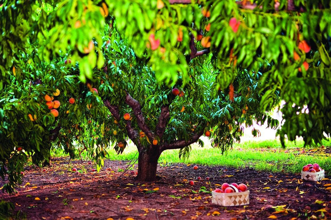 Heirloom Organic Peach Tree Seeds