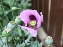 Load image into Gallery viewer, Hungarian Blue Breadseed poppy Seeds Aka Papaver somniferum L. , bulk poppy seeds , Antique Poppies, Heirloom and Organic
