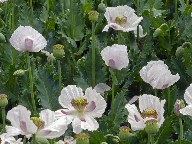 Heirloom Organic Tasmanian Alks White Poppy Seeds