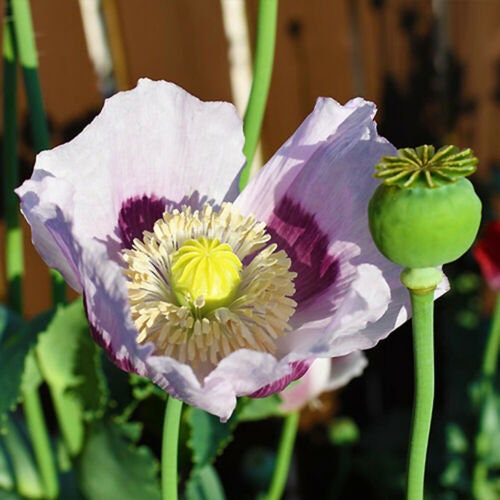 Heirloom Organic Tasmanian Alks White Poppy Seeds