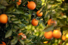 Load image into Gallery viewer, Heirloom Organic Orange Tree Seeds
