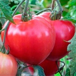 Rare Heirloom Organic Abakansky Pink Tomato Seeds  Aka Ukrainian Cold Tolerant Tomato Seeds