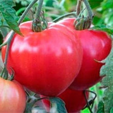 Load image into Gallery viewer, Rare Heirloom Organic Abakansky Pink Tomato Seeds  Aka Ukrainian Cold Tolerant Tomato Seeds
