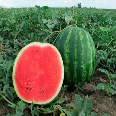 Heirloom Organic Ukraine Astrakhan Watermelon Seeds