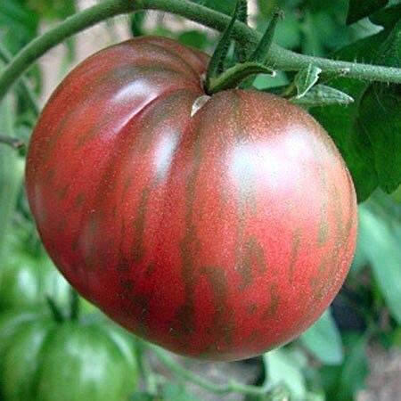 Rare Heirloom Large Barred Boar Tomato Seeds