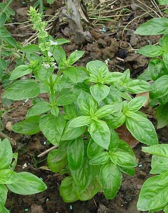 Heirloom Lime Basil Plant Seeds Ocimum Basilicum herb Flower Seeds