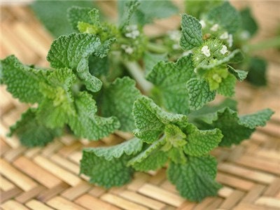 Heirloom Organic White Horehound Seeds    aka Marrubium vulgare medicinal herb seeds