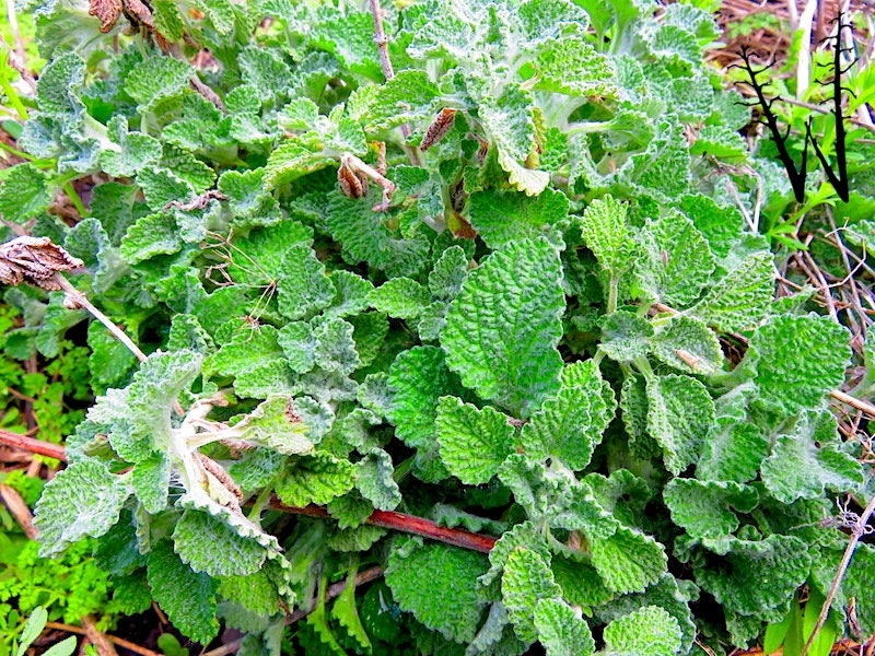 Heirloom Organic White Horehound Seeds    aka Marrubium vulgare medicinal herb seeds