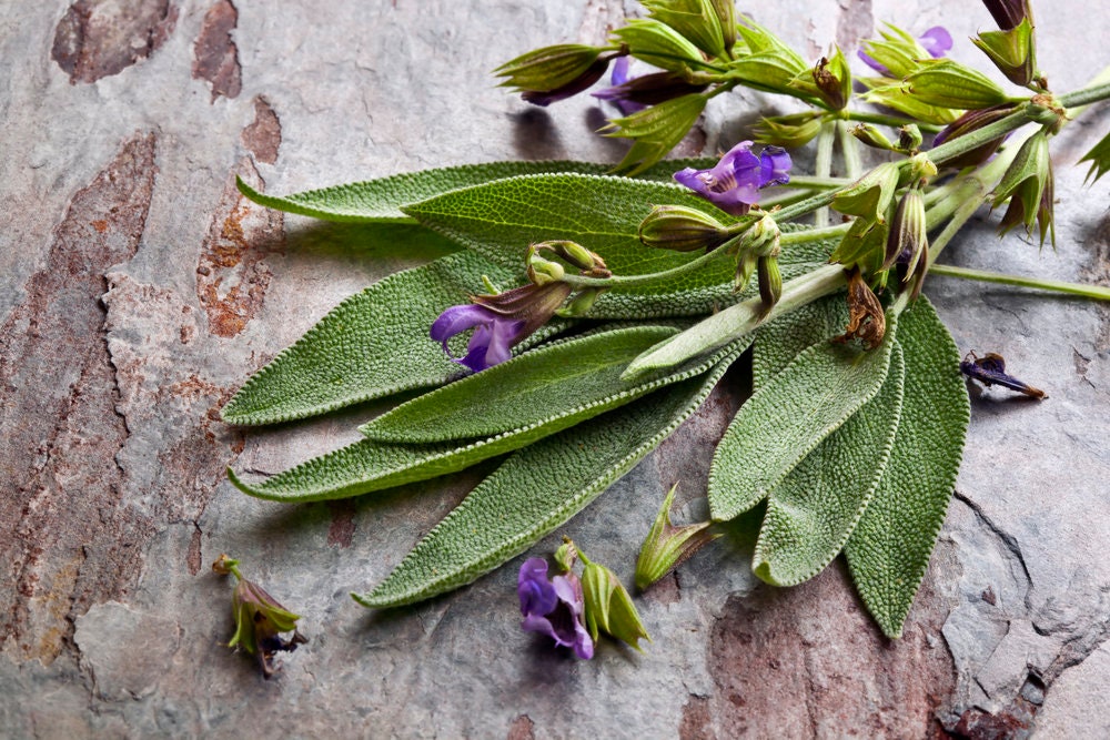 Heirloom Organic Sage Seeds  Aka Salvia Officinalis Medicinal Herbs, Garden Sage, Smudging, Green Sage, Common Sage, Smudge sticks