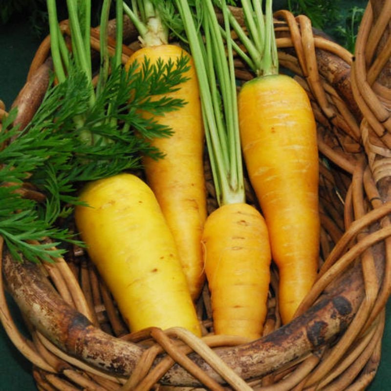 Heirloom Organic Solar yellow Carrot Seeds! Farmers market Prize winner or stand out with Gourmet recipes that will really make a impression