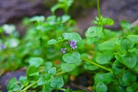 Heirloom Organic Corsican Mint Seeds Aka Mentha requienii, Ground Cover Mint