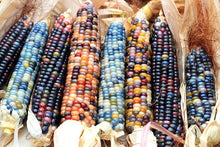 Load image into Gallery viewer, Heirloom Organic Native American Mandan Bride Corn Seeds
