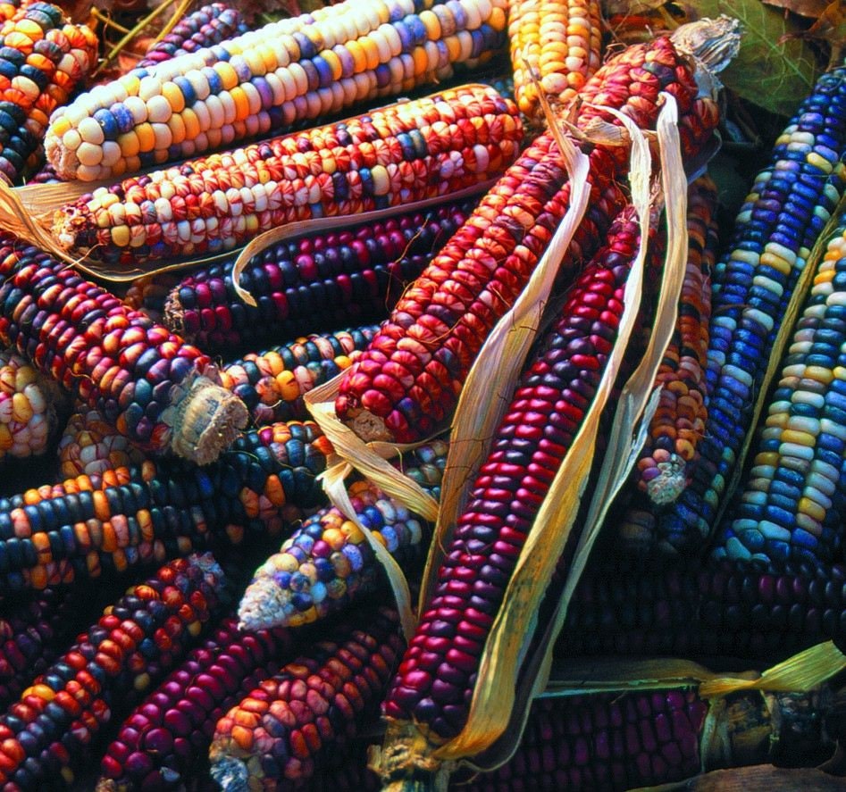 Heirloom Organic Native American Mandan Bride Corn Seeds