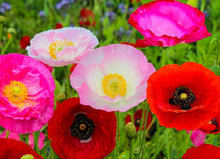 Load image into Gallery viewer, Heirloom Organic Mission Bells Poppy Seeds
