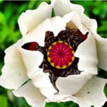 Load image into Gallery viewer, Heirloom Organic Giganthemum poppy Seeds aka Papaver Somniferum, Giant Opium Poppy
