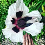 Heirloom Organic Giganthemum poppy Seeds aka Papaver Somniferum, Giant Opium Poppy